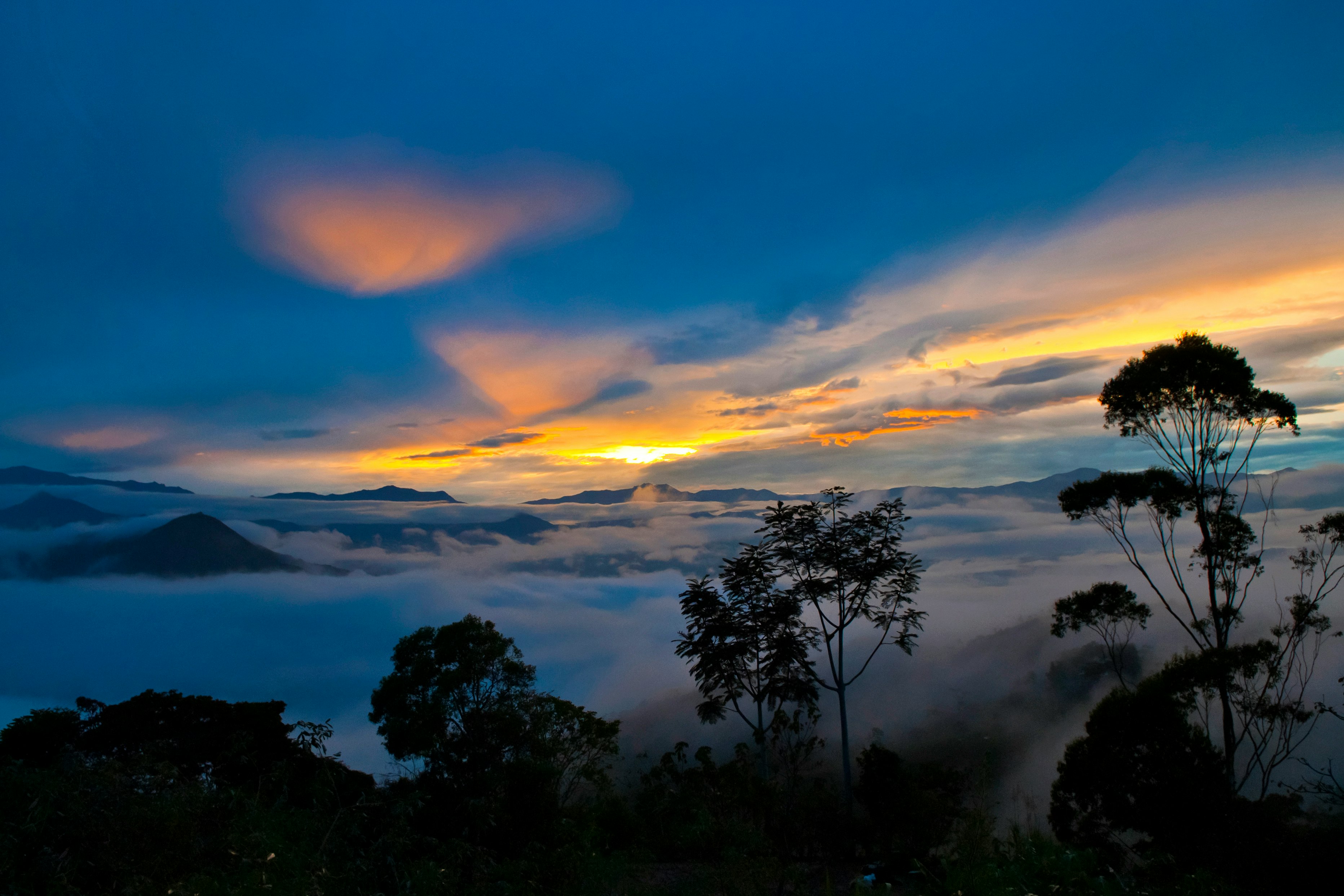 fog covered forest at sunrise